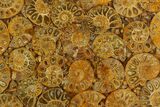 Composite Plate Of Agatized Ammonite Fossils #130578-1